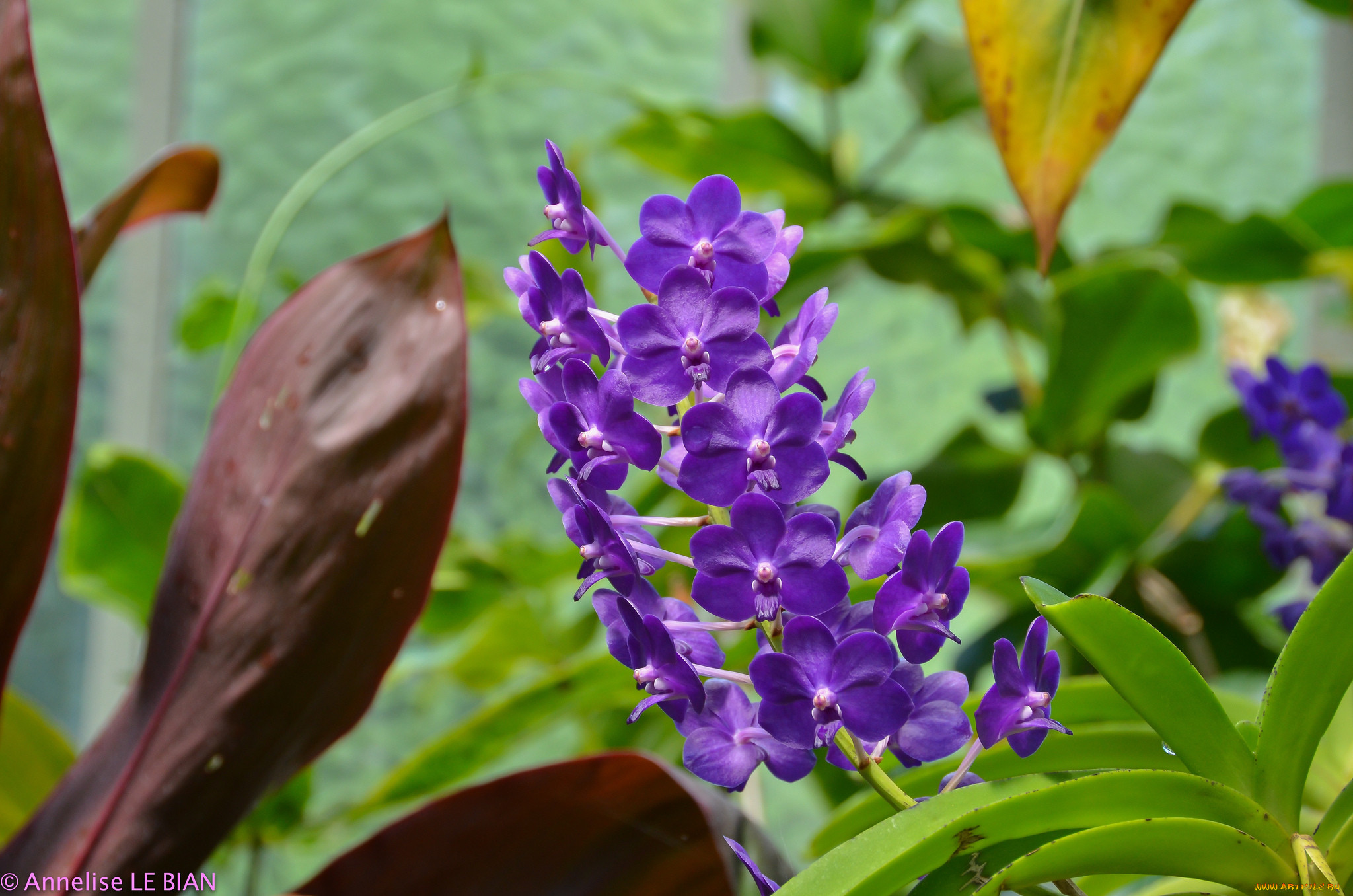 , , flowers, flowering, orchids, 